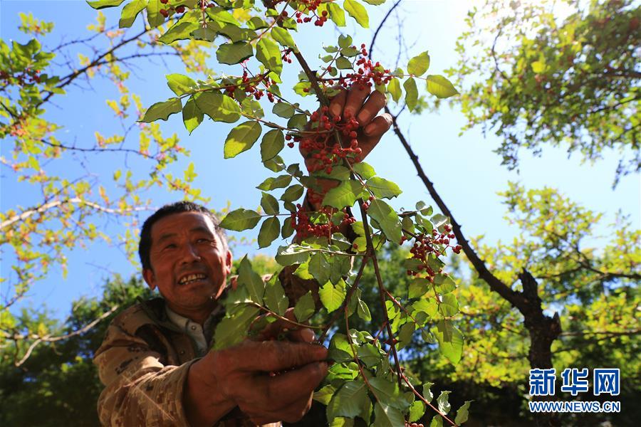 (社會(huì))(2)舟曲泥石流十周年:新生