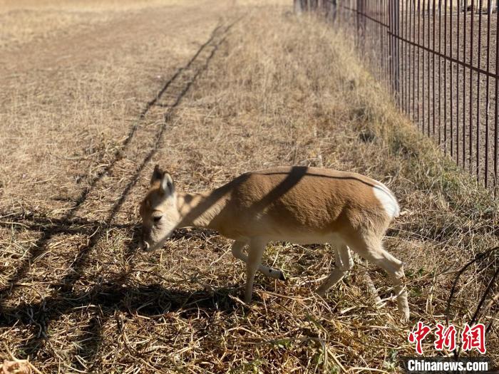 圖為普氏原羚?！±罱瓕?攝