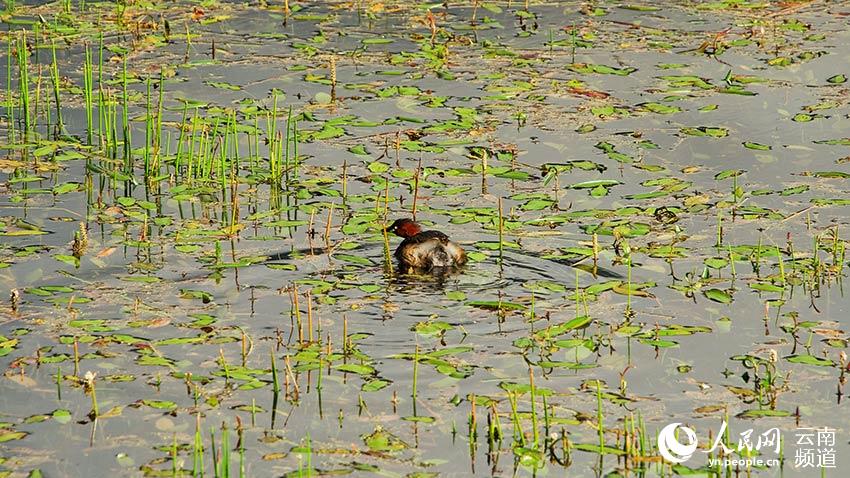 納帕海濕地內(nèi)遷徙停留的鳥。呂昊辰攝
