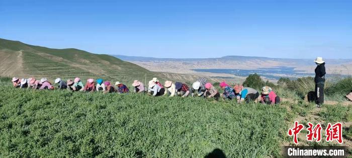 青海貴德:黃河岸畔“空殼村變形記”