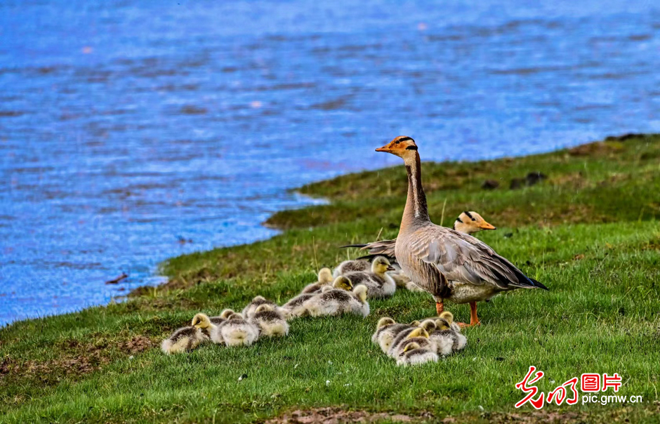 三江源國家公園正式設(shè)立，這是青海生態(tài)文明建設(shè)的新答卷