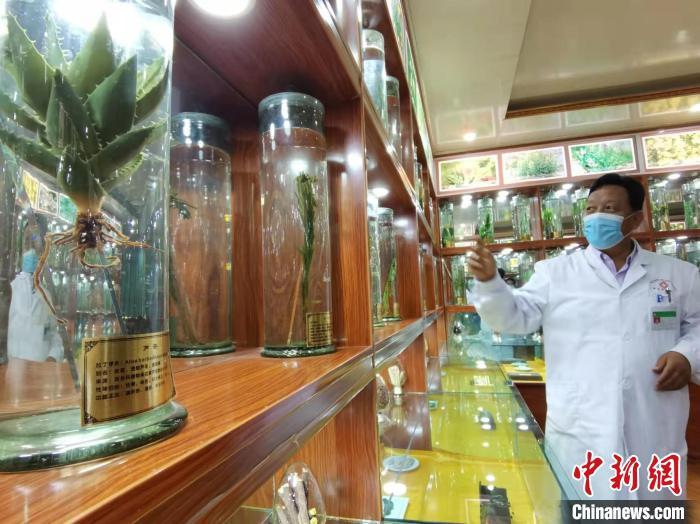 甘肅省甘南藏族自治州碌曲縣藏醫(yī)院副院長看照加近30年的從醫(yī)工作，堅持中藏醫(yī)特色優(yōu)勢相結(jié)合診療方法。　張婧 攝