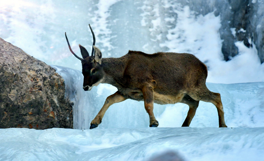 活躍在青海省海西州柏樹山的白唇鹿。巴圖那生攝