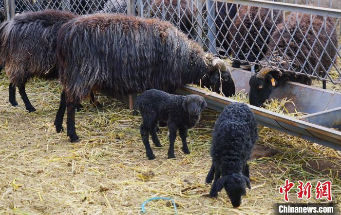 圖為黑藏羊及小羊羔正在吃草?！●R銘言 攝