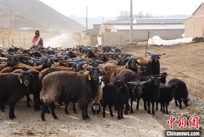 圖為牧民家的黑藏羊。　馬銘言 攝