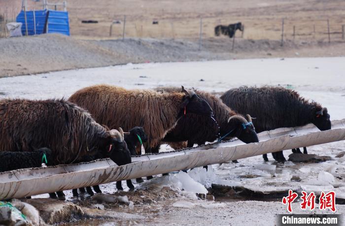圖為黑藏羊正在喝水?！●R銘言 攝