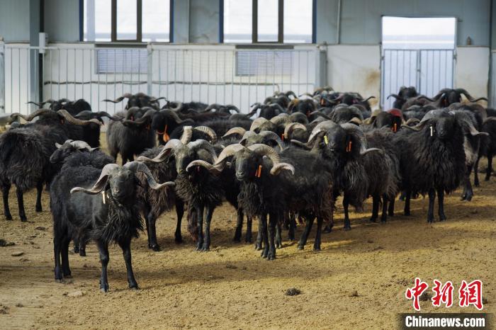 圖為黑藏羊?！●R銘言 攝