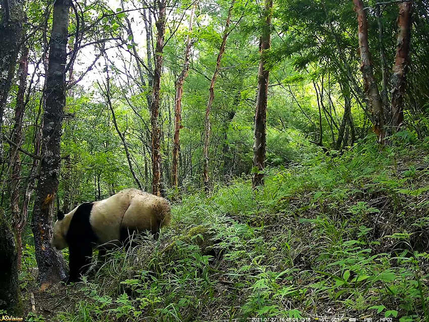 紅外相機(jī)拍攝到的野生大熊貓。平武縣融媒體中心供圖
