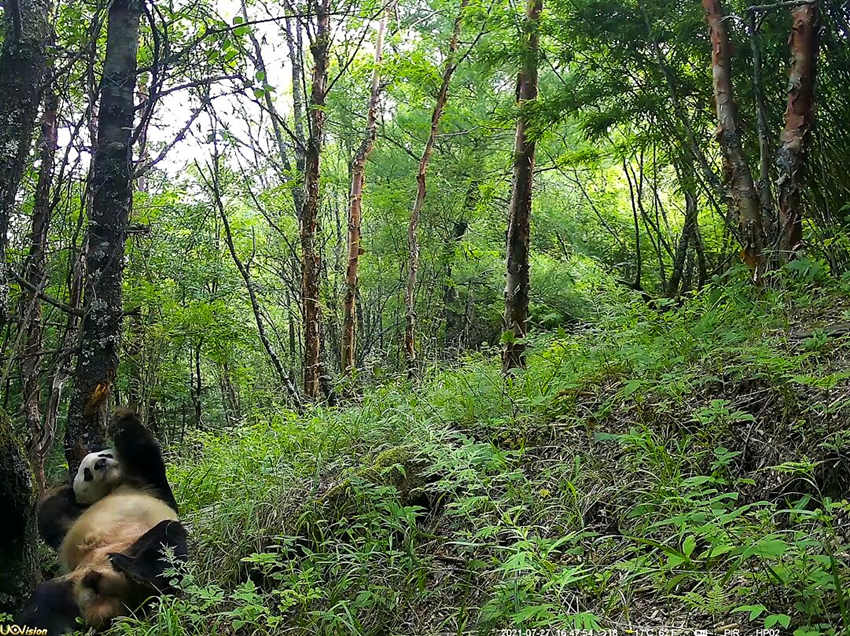 紅外相機(jī)拍攝到的野生大熊貓。平武縣融媒體中心供圖