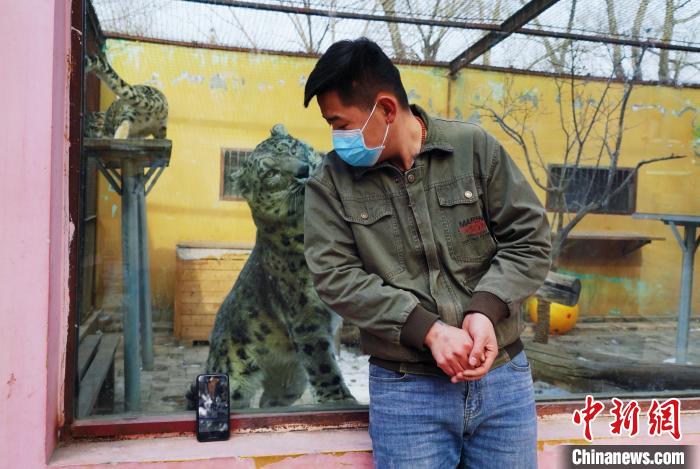 圖為雪豹“奶爸”史壽軍直播休息時與雪豹互動?！●R銘言 攝