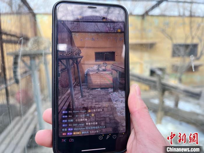 圖為雪豹“奶爸”史壽軍正在直播?！●R銘言 攝
