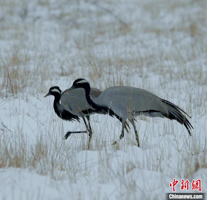 在若爾蓋濕地的蓑羽鶴?！∩袞|機(jī) 攝