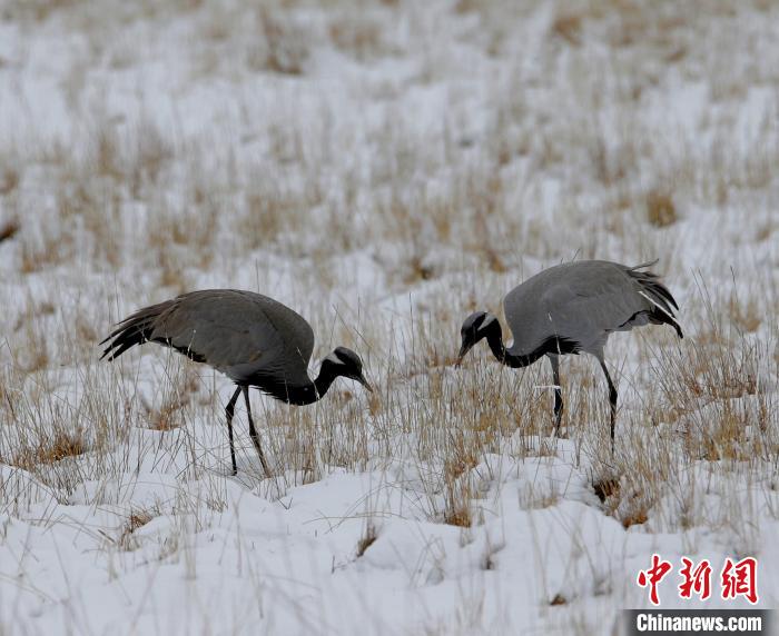 在若爾蓋濕地的蓑羽鶴。　任何清 攝
