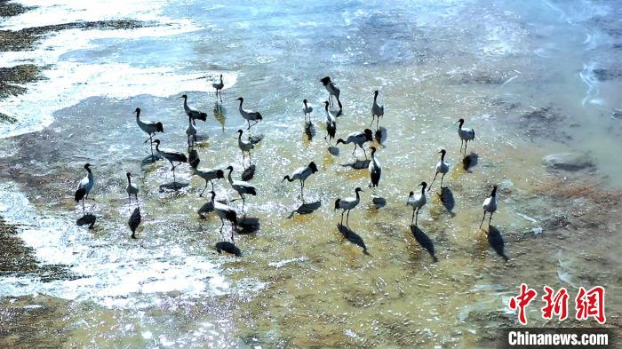 圖為黑頸鶴群駐足休憩。　陳明章 攝