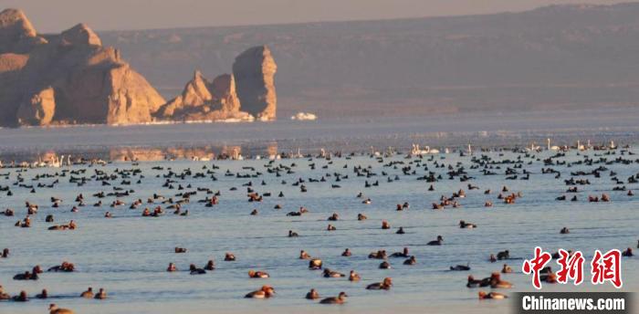 青海第41屆“愛鳥周”活動(dòng)：線上開展提高公眾愛鳥意識