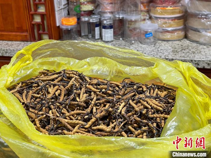 青海果洛出臺冬蟲夏草采挖安全意見防控風(fēng)險