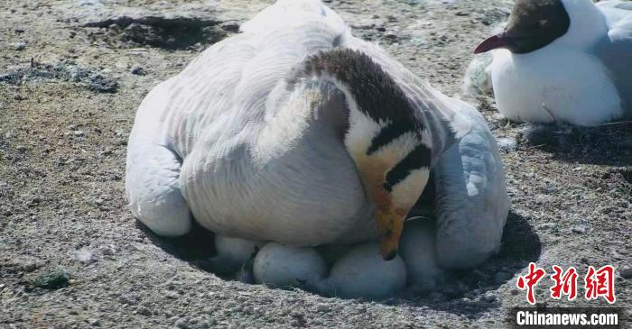 圖為斑頭雁孵蛋。　綠色江河 供圖