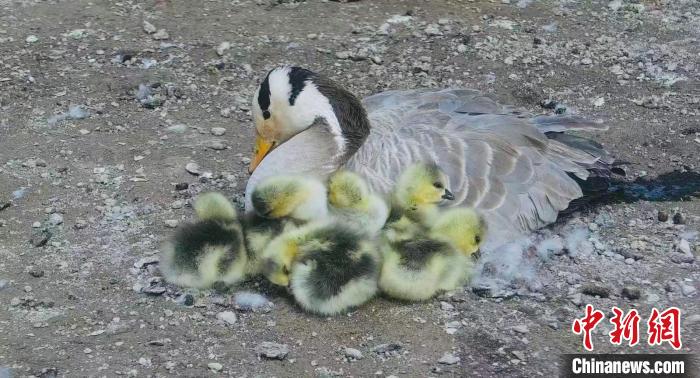 圖為斑頭雁母親和孩子們?cè)谝黄稹！【G色江河 供圖