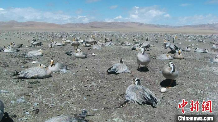 圖為斑頭雁在空地上孵蛋?！【G色江河 供圖