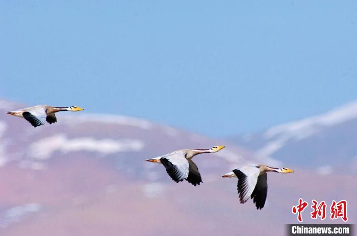 圖為斑頭雁在空中飛行?！【G色江河 供圖