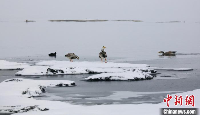 圖為斑頭雁在班德湖邊嬉戲。　綠色江河 供圖