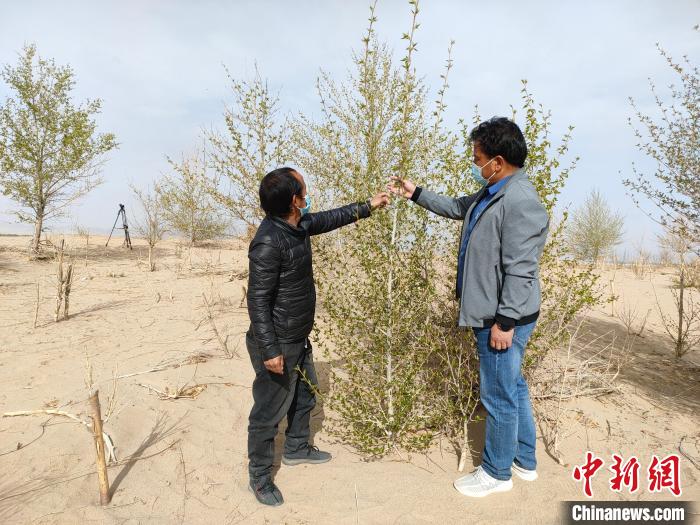 柴達木盆地的護林員：守護，只為那一片綠