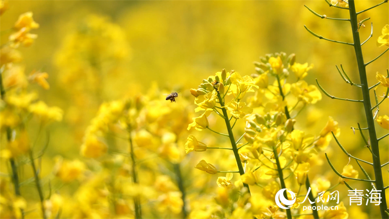 油菜花。人民網(wǎng) 張皓芃攝