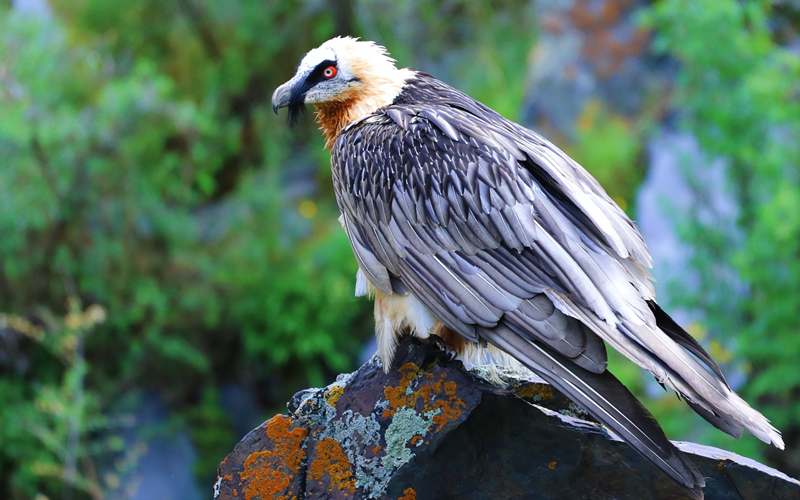 胡兀鷲。江文江措攝