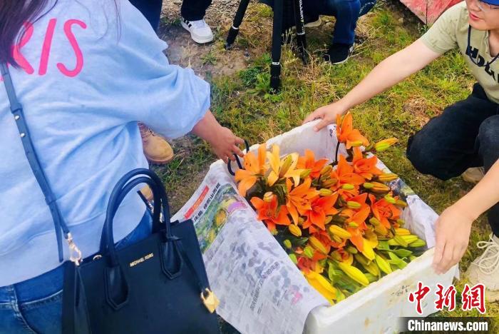 村民采摘百合花?！∪捞量h委宣傳部供圖