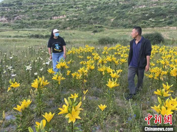 村民采摘百合花?！∪捞量h委宣傳部供圖