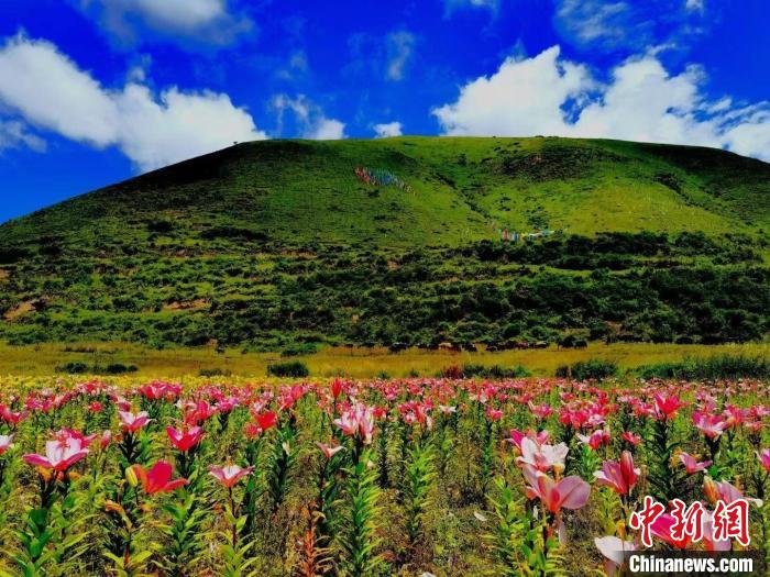 近百畝百合花競相開放，景色誘人?！∪捞量h委宣傳部供圖