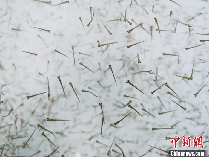 探訪青海湖湟魚(yú)“育嬰室”：“密集”育苗，體重10克放流