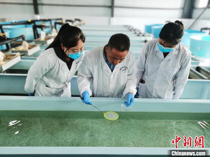 圖為工作人員檢查魚(yú)苗。　張?zhí)砀?攝