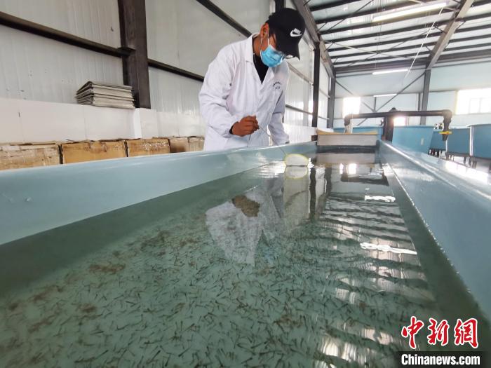 圖為工作人員檢查魚(yú)苗?！?zhí)砀?攝