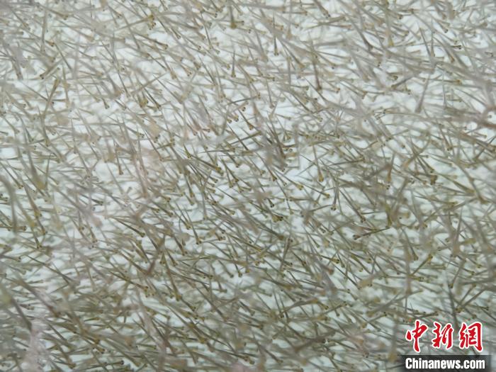 圖為密集分布的魚(yú)苗?！?zhí)砀?攝