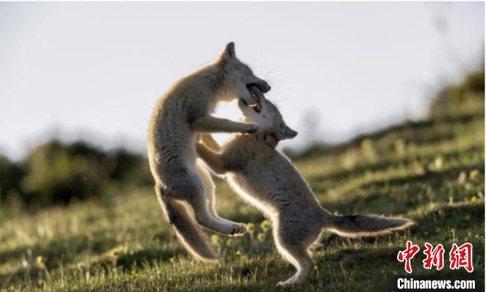 圖為郝進(jìn)芳的作品《難分勝負(fù)》?！∏嗪Ｊ∑钸B山自然保護(hù)協(xié)會(huì)供圖