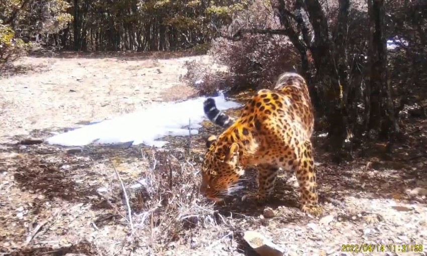 金錢(qián)豹。涼山州委宣傳部供圖