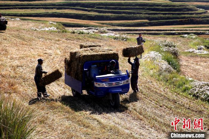 圖為飼草晾曬、打捆?！●R芝芬 攝