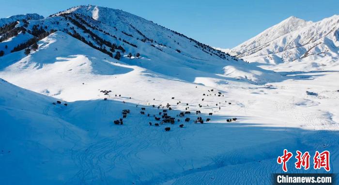 圖為牦牛群在雪地里覓食。　都蘭縣融媒體中心供圖