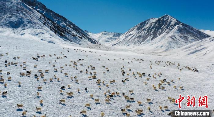 圖為羊群在雪地里覓食?！《继m縣融媒體中心供圖