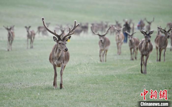 2022年夏日時(shí)節(jié)，甘肅張掖市肅南縣祁連山下的馬鹿養(yǎng)殖基地。(資料圖) 楊艷敏 攝