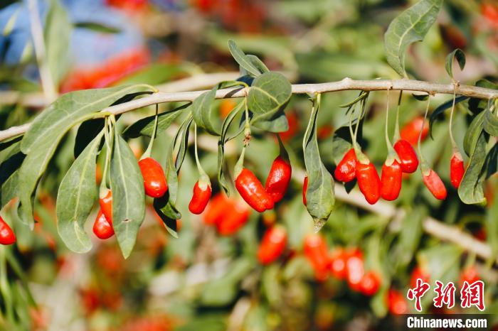 圖為柴達木盆地有機枸杞?！O睿 攝