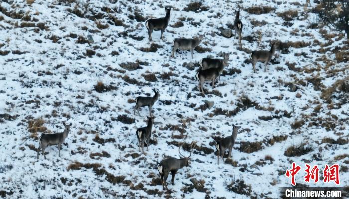 圖為巖羊和馬鹿集體覓食?！《继m縣融媒體中心 供圖