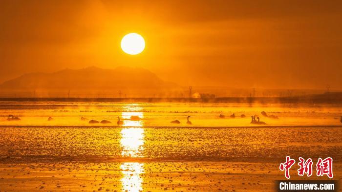 圖為天鵝群在湖中休憩?！『螁⒔?攝