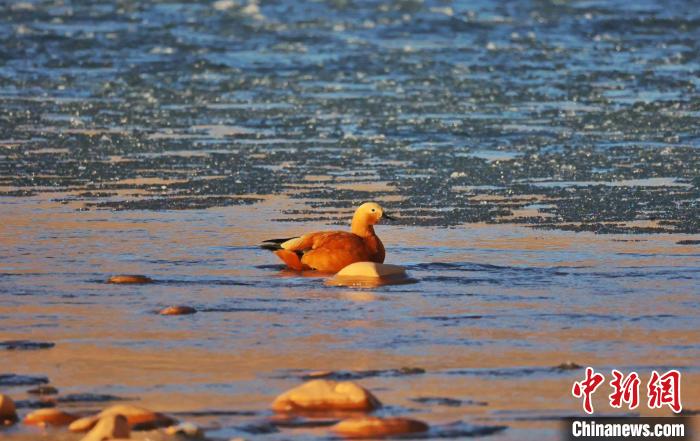 圖為赤麻鴨自在游曳?！“兹斩〔冀?攝