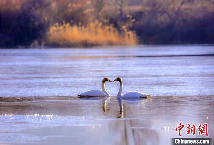 圖為天鵝在湖面嬉戲?！◇泱憔?攝