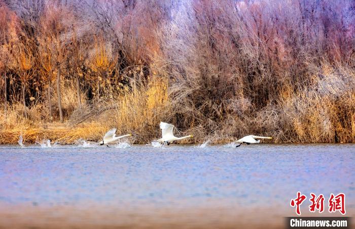 圖為起舞的天鵝與碧波蕩漾的湖面相映成趣?！『?jiǎn)約 攝