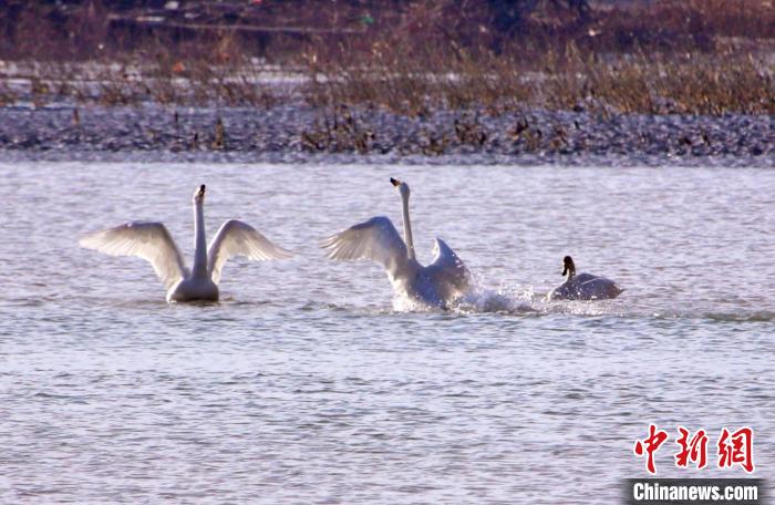 圖為黃河岸畔貴德縣迎來(lái)天鵝“做客”?！◇泱憔?攝