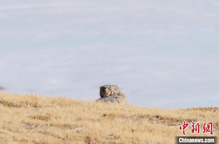 圖為回頭張望的兔猻?！±?攝