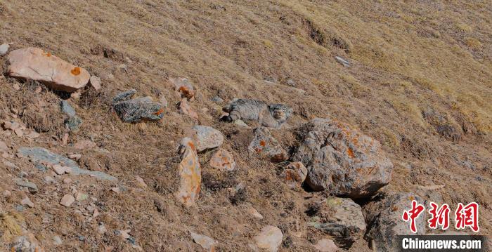 圖為兔猻?！±?攝